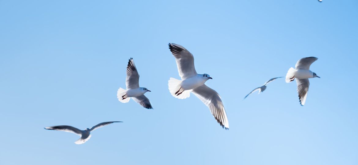 Seagulls birds fly in the blue sky