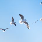 Seagulls birds fly in the blue sky.