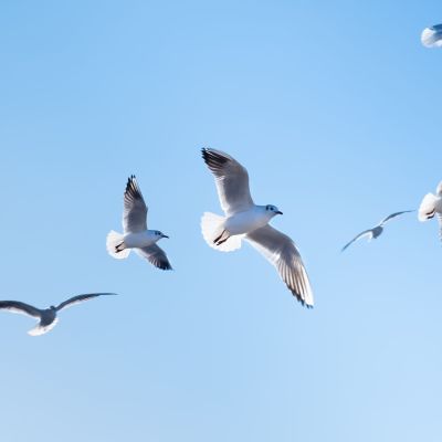 Seagulls birds fly in the blue sky