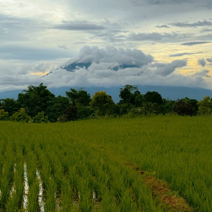 Tropical Rice Field Landscape Under Dramatic Clouds and Mountain
